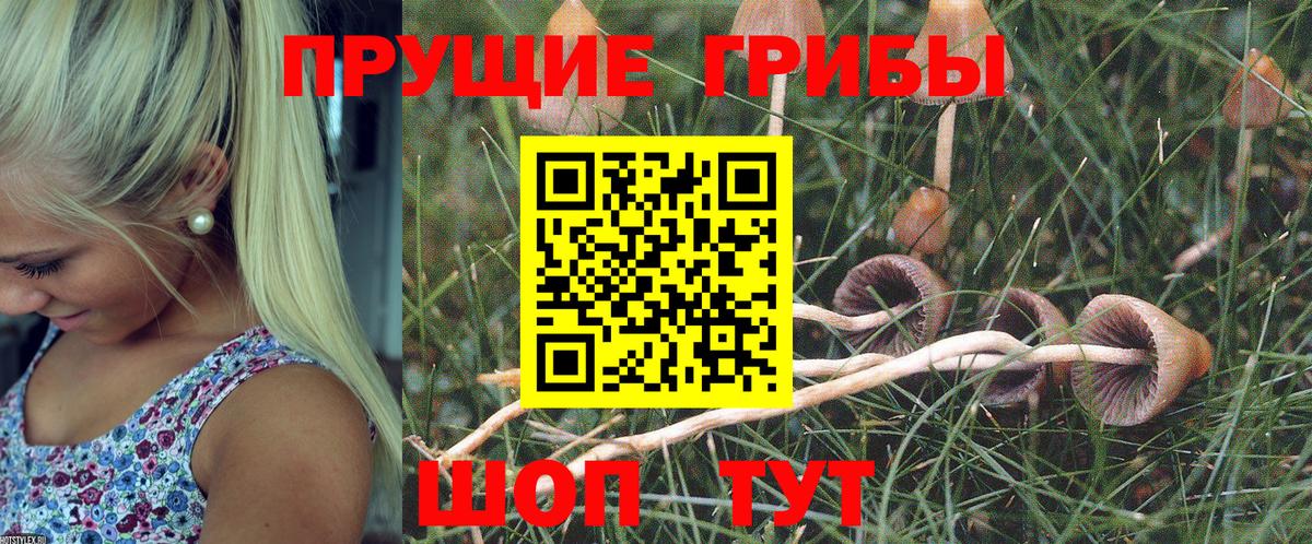 Псилоцибиновые грибы мухоморы  Вход с VPN  Псилоцибиновые грибы мухоморы  Шадринск 